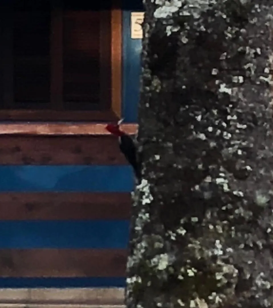 Cantinho Da Simone Campos do Jordao Chalet